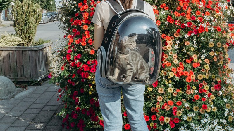 backpack with kittens