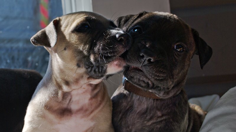 rescued puppies embracing