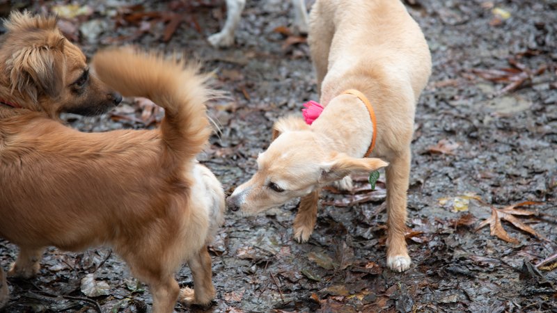 rescued dogs playing outdoors