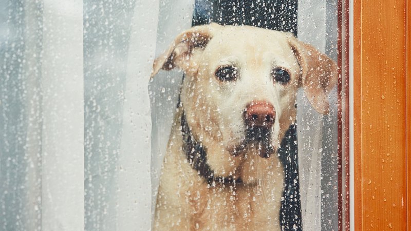 dog in thunderstorm