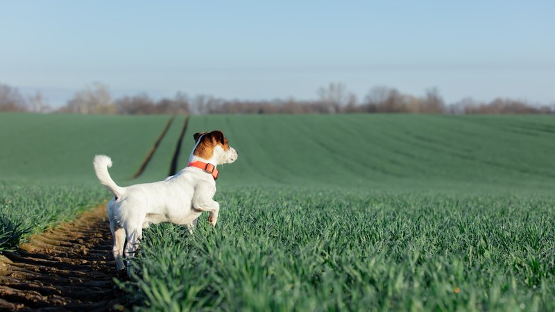 dog running in farm field