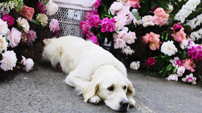 dog mourning companion