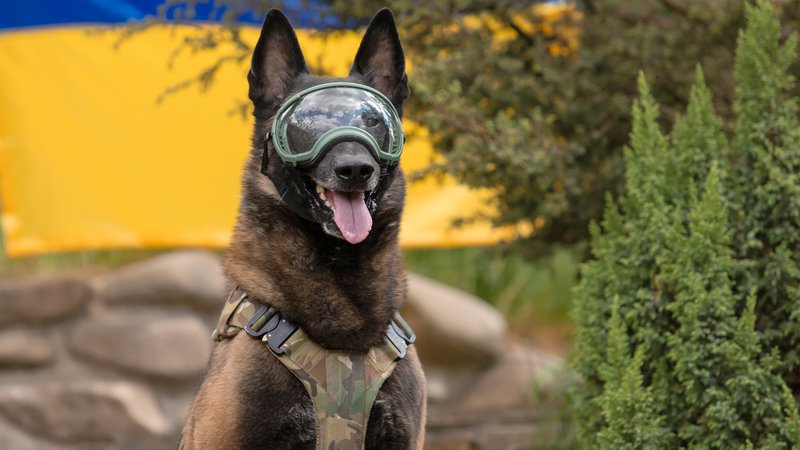 dog in protective gear