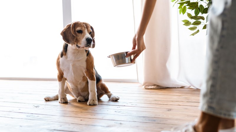 dog owner feeding dog
