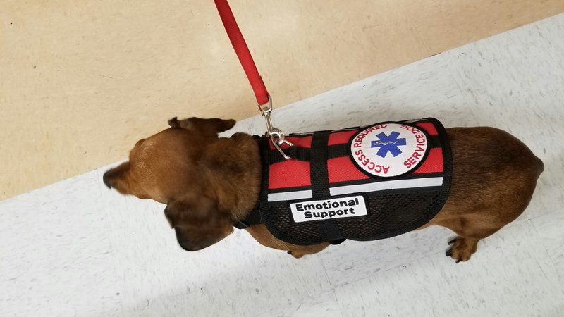 hospital therapy dog