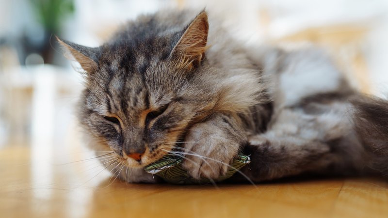 happy cat chewing matatabi