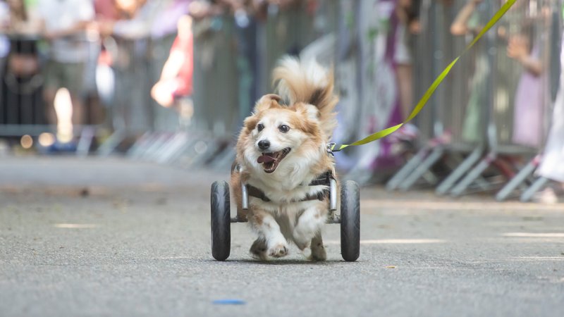 dog wheelchair donation event
