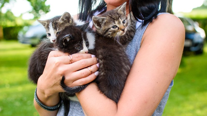 landscapers carrying kittens