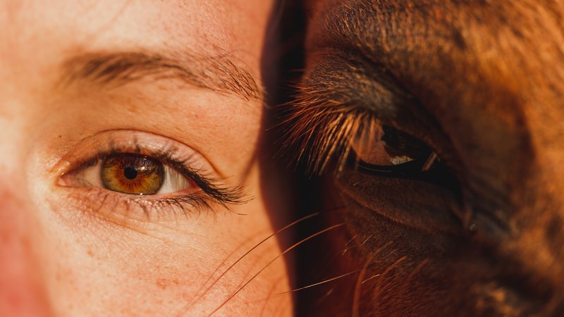 close-up of dog and human eye contact