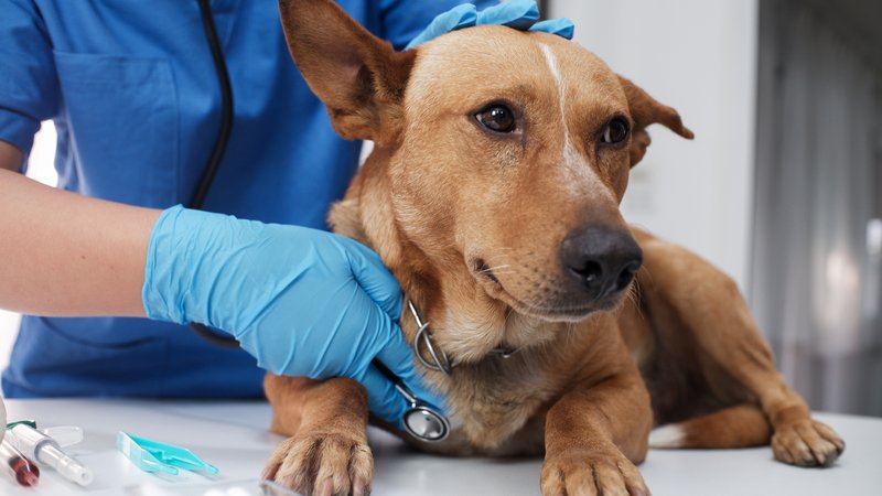 dog with veterinary care