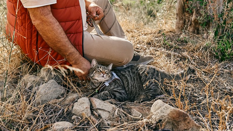 cat being rescued outdoors