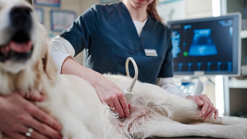 dog anatomy examination