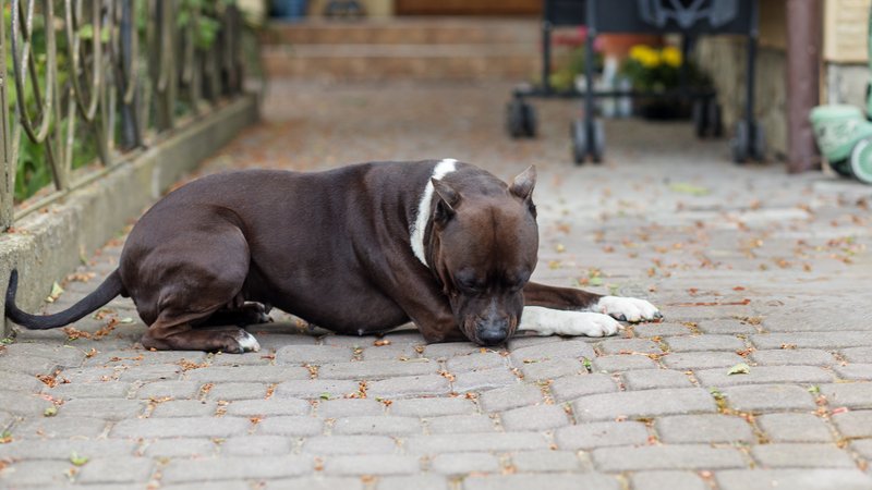 emaciated dog in garage