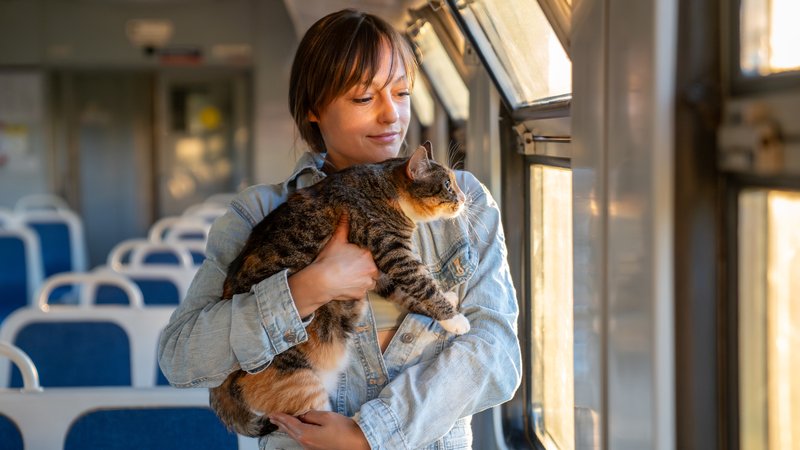 kitten rescue near train station