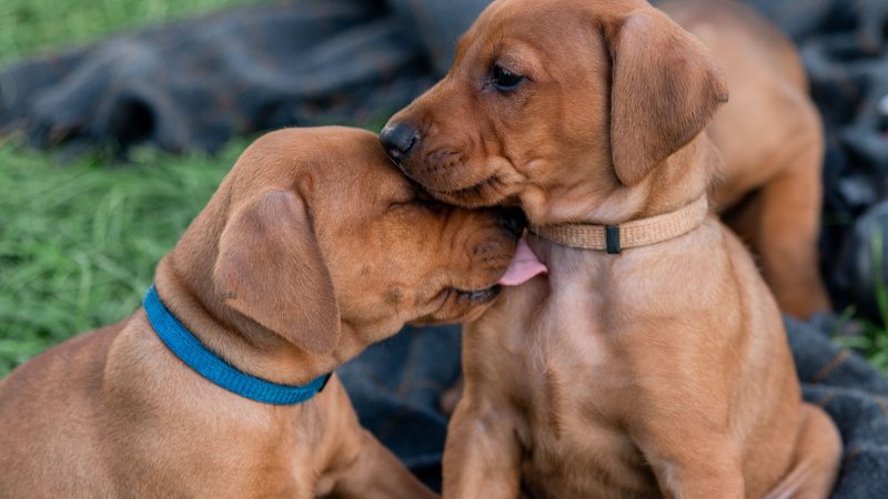 young dogs cuddling