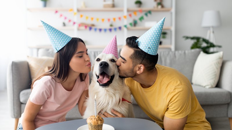 family dog birthday celebration