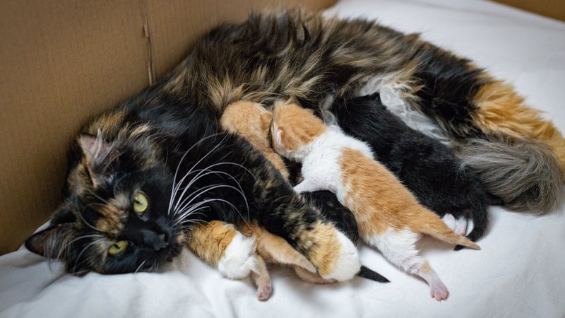 rescued mother cat with kittens
