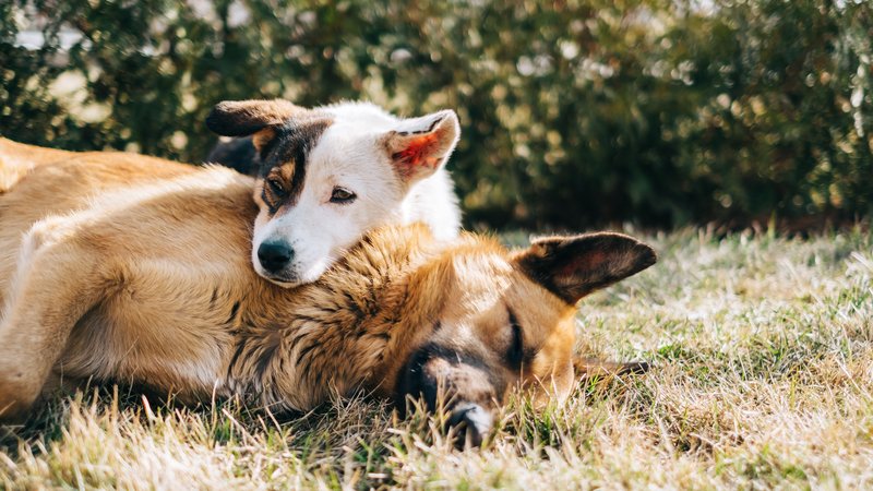 two dogs lying together