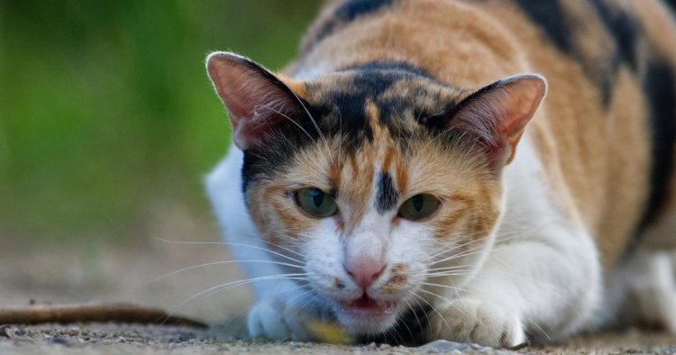 cat body language