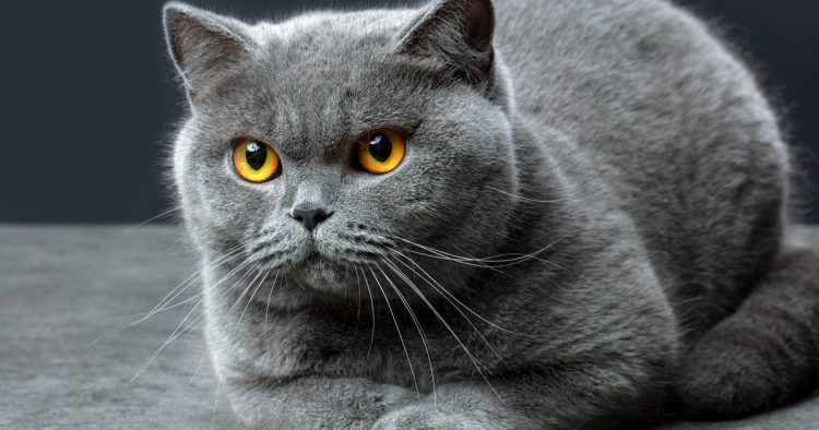 British Shorthair cat
