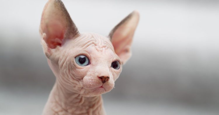 Sphynx cat