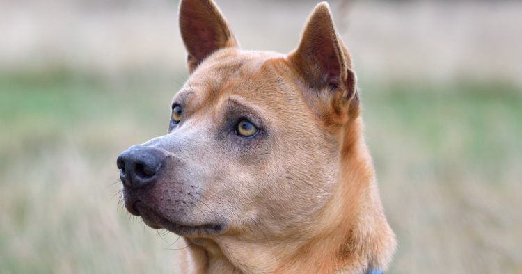Scooby-Doo dog