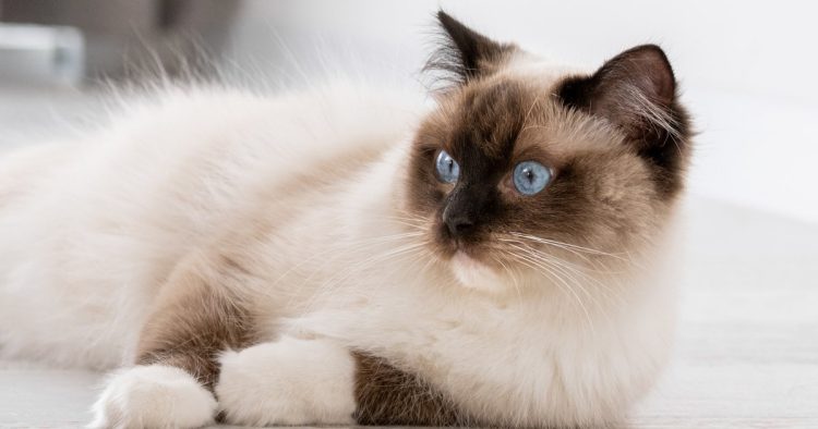 Sacred Birman cat
