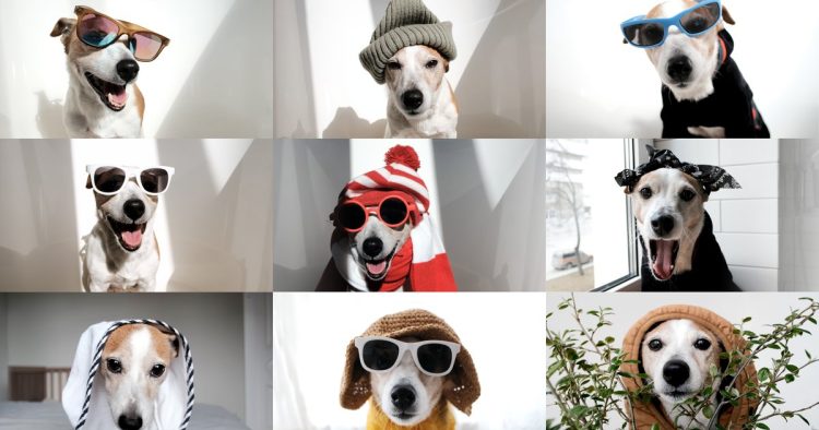 famous animals photo