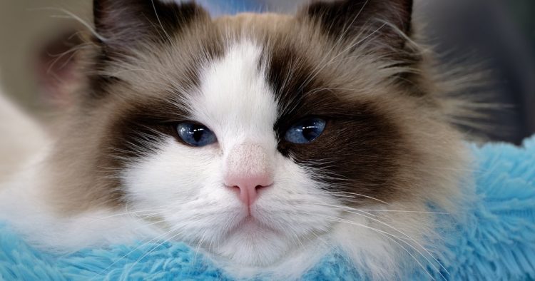 ragdoll cat
