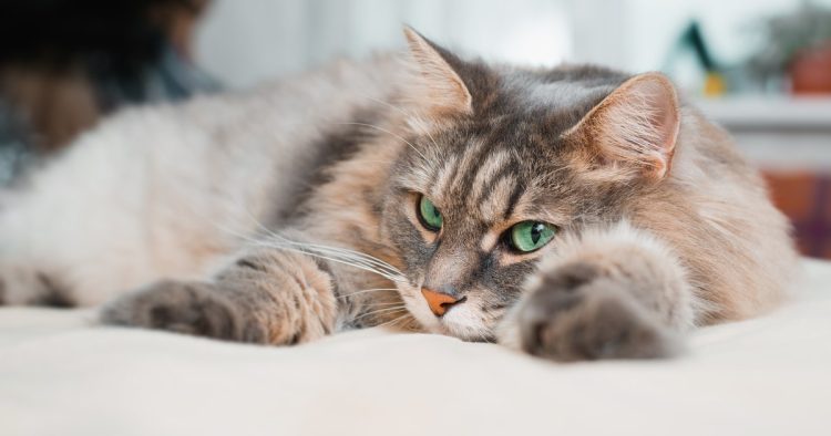 Siberian cat