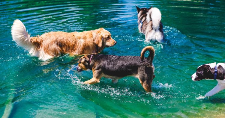 dogs pool party