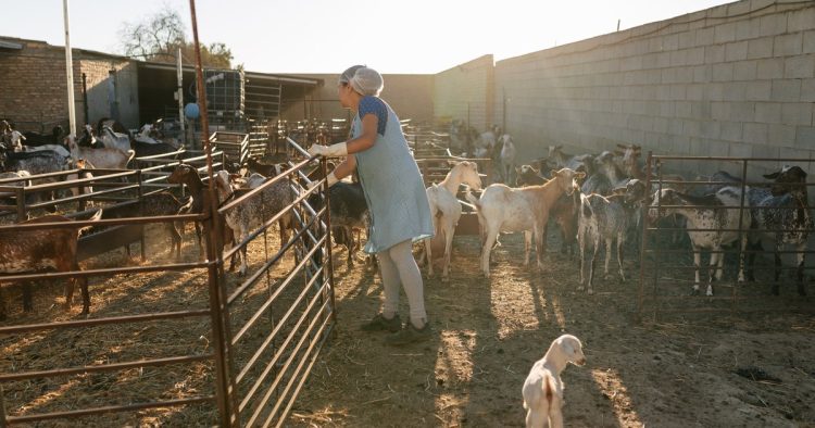animal welfare village