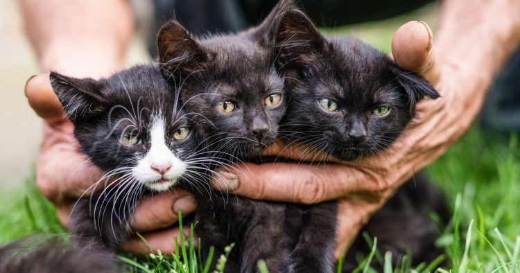 rescue kittens