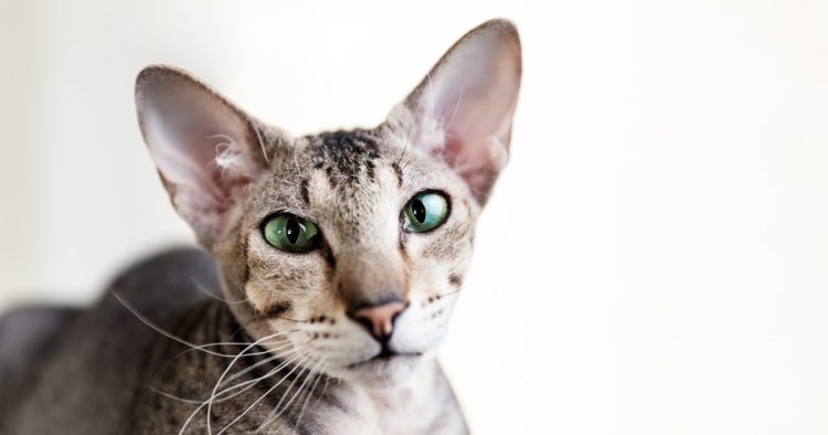 oriental cat breed