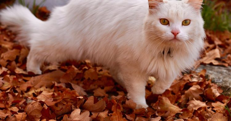 Turkish Van cat