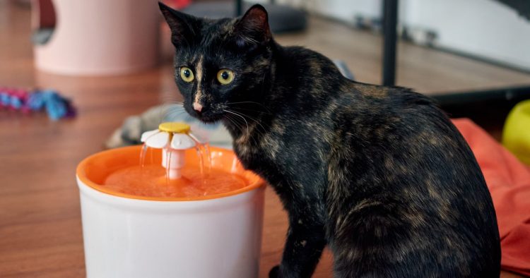 cat toys water bowl