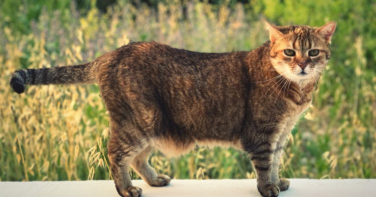 Manx cat tailess