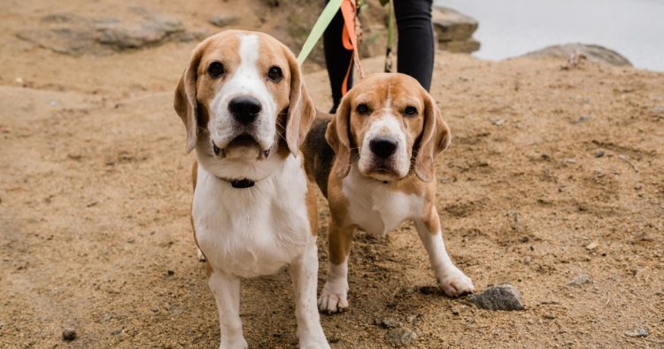 beagle dogs rescue