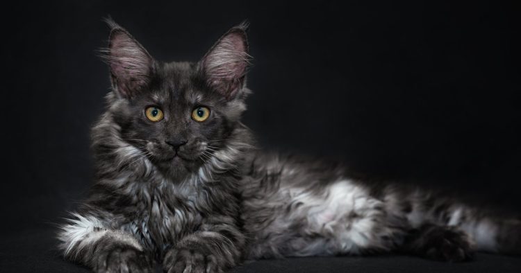 Maine Coon cat