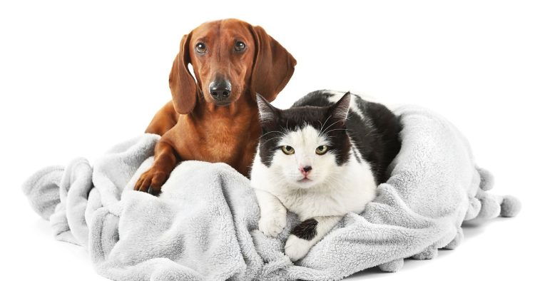 cat and dachshund