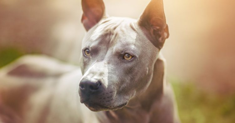 dog facial muscle