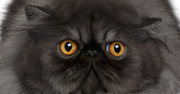 Persian cat face