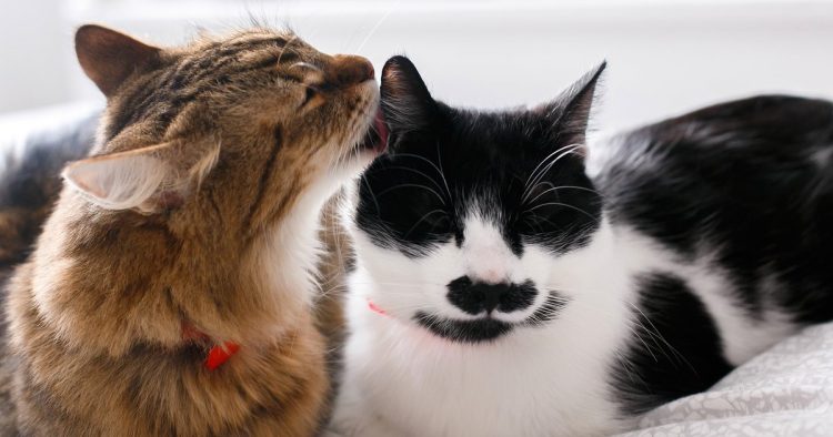 two cats meeting indoors