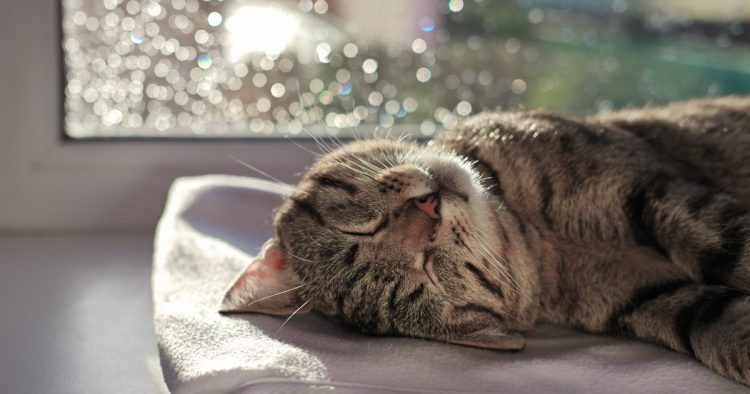 sick cat resting indoors