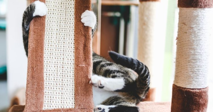 cat scratching furniture