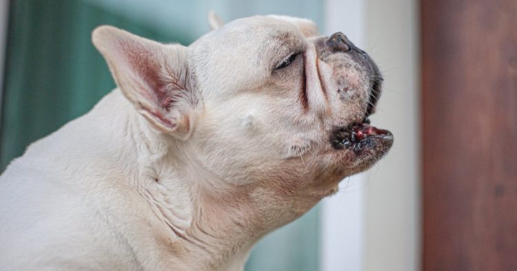 brachycephalic dog breathing difficulty