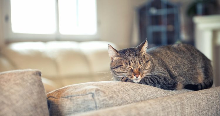 senior cat resting on couch