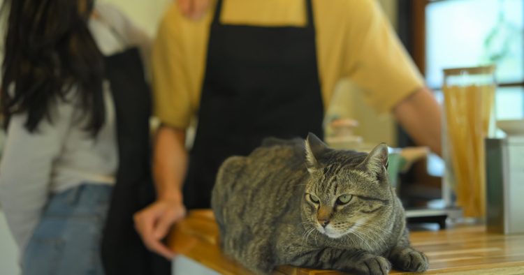 cat sitting on shop counter