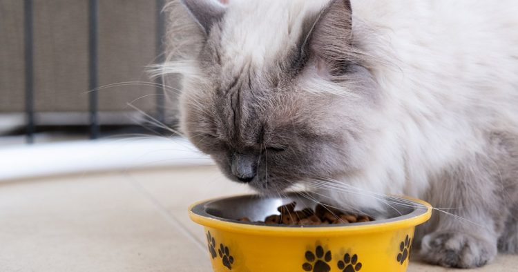 cat eating dry food bowl