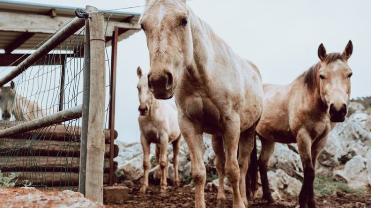 horses in animal sanctuary